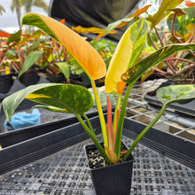 Load image into Gallery viewer, Philodendron Green Congo Nuclear, Exact Plant Variegated Ships Nationwide
