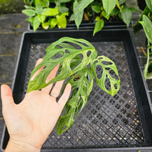 Load image into Gallery viewer, Monstera Adansonii Mint &quot;Indonesia&quot;, Exact Plant Variegated Ships Nationwide
