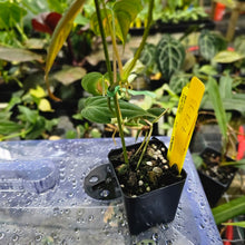 Load image into Gallery viewer, Philodendron Hederaceum Micans Aurea, Exact Plant Variegated Ships Nationwide
