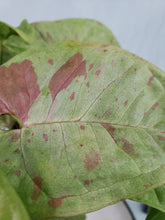 Load image into Gallery viewer, Pink Spot, Exact Plant, multi plant, variegated Syngonium
