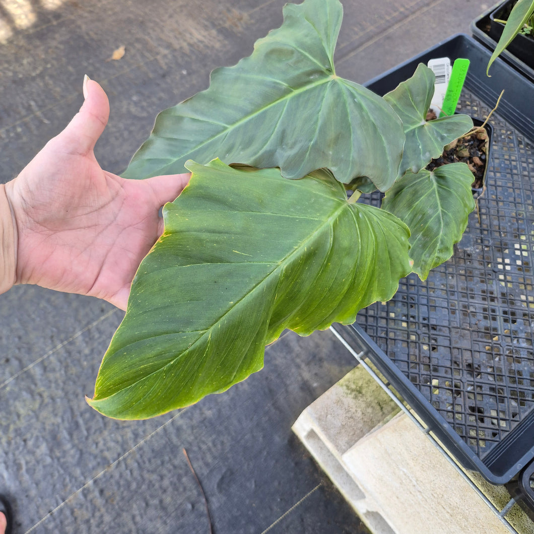 Philodendron Corsinianum, Exact Plant Ships Nationwide