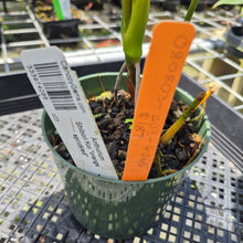 Load image into Gallery viewer, Anthurium Shibori Koi "orange speckled" exact plant, Fedex 2day*
