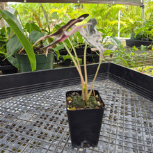 Load image into Gallery viewer, Alocasia nobilis pink Variegated Ships Nationwide
