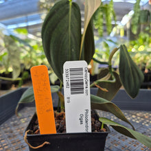 Load image into Gallery viewer, Philodendron Gigas, Exact Plant Ships Nationwide
