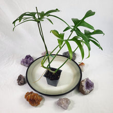 Load image into Gallery viewer, Philodendron Quercifolium 2.5&quot; starter pot, ships nationwide
