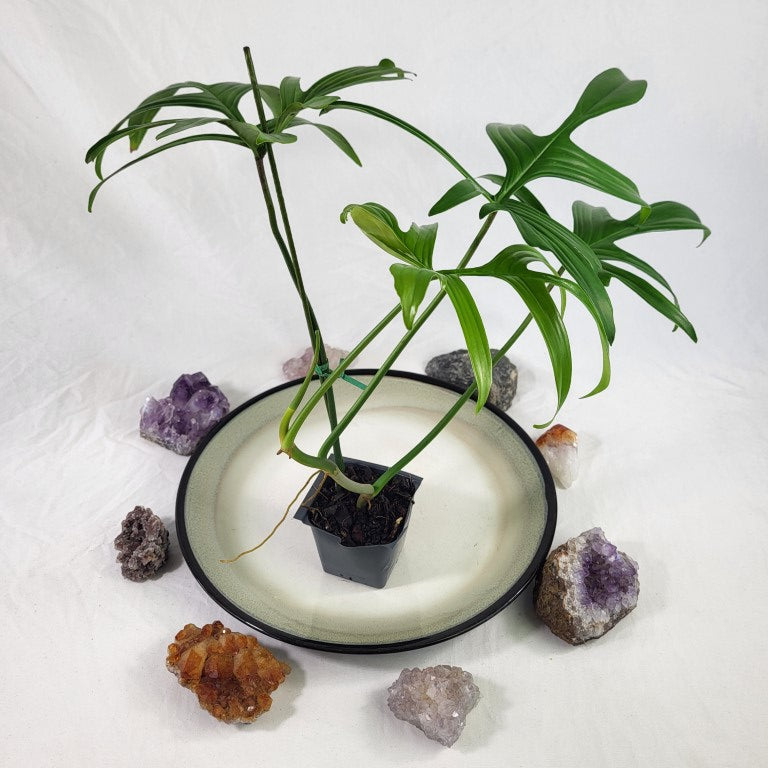 Philodendron Quercifolium 2.5