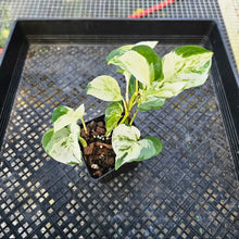 Load image into Gallery viewer, Pothos Manjula, Exact Plant variegated 4&quot; Ships Nationwide
