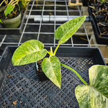 Load image into Gallery viewer, Philodendron Giganteum, Exact Plant Variegated 4&quot; Ships Nationwide
