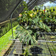 Load image into Gallery viewer, Monstera Thai Constellation Variegated exact plant, Fedex 2day*
