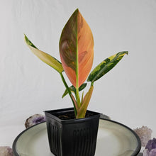 Load image into Gallery viewer, Philodendron Green Congo Nuclear, Exact Plant Variegated
