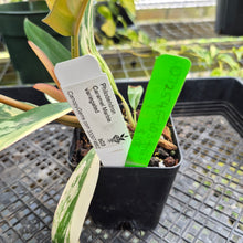 Load image into Gallery viewer, Philodendron Caramel Marble, Exact Plant Variegated Ships Nationwide
