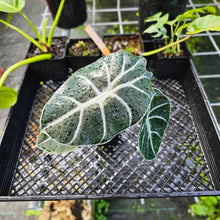 Load image into Gallery viewer, Alocasia Grandis, Exact Plant
