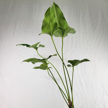 Load image into Gallery viewer, Anthurium Brownii, Exact Plant Ships Nationwide
