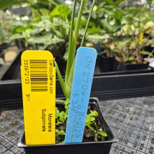 Load image into Gallery viewer, Monstera Subpinnata, Exact Plant Ships Nationwide
