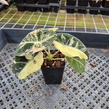 Load image into Gallery viewer, Alocasia Black Velvet Pink variegated exact plant, Fedex 2day*
