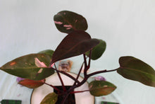 Load image into Gallery viewer, Variegated Philodendron Pink Princess Exact Plant Ships nationwide
