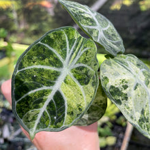 Load image into Gallery viewer, Alocasia Ninja Tricolor Splash, Black Velvet Variegated 2.5" pot, Fedex 2day*
