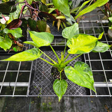 Load image into Gallery viewer, Alocasia Cucullata, Exact Plant Variegated
