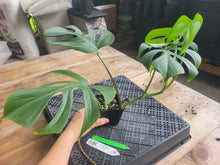 Load image into Gallery viewer, Monstera Sierrana Hawaii Clone, Exact Plant Ships Nationwide
