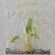 Load image into Gallery viewer, Alocasia Green Bambino Variegated tissue culture 2DayAir
