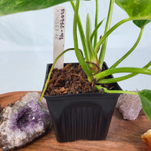 Load image into Gallery viewer, Scindapsus Silver Lady 6&quot; pot, Fedex 2 day*
