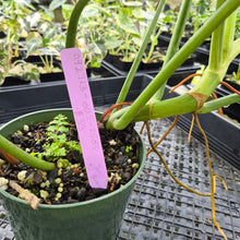 Load image into Gallery viewer, Philodendron Jose Buono Variegated exact plant, Fedex 2day*
