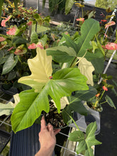 Load image into Gallery viewer, Philodendron Golden Dragon Variegated exact plant, Fedex 2day*

