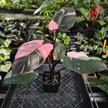 Load image into Gallery viewer, Philodendron Pink Princess Galaxy, Exact Plant Variegated Ships Nationwide
