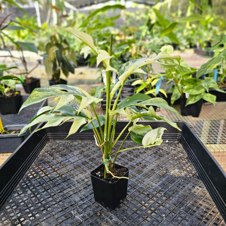 Rhaphidophora Tetrasperma White Monster, Exact Plant Variegated