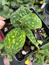 Load image into Gallery viewer, Scindapsus Snake Scale 2.5" pot, Fedex 2day*
