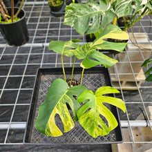 Load image into Gallery viewer, Monstera Borsigiana Aurea, Exact Plant Variegated Ships Nationwide
