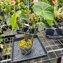 Load image into Gallery viewer, Anthurium Faustomirandae, Faustino'S Giant, Exact Plant Ships Nationwide
