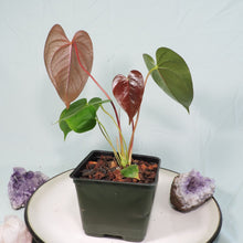 Load image into Gallery viewer, Anthurium Red Beauty 4&quot; pot, ships nationwide
