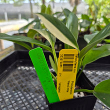 Load image into Gallery viewer, Philodendron Wend Imbe, Exact Plant Variegated Ships Nationwide
