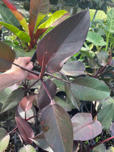 Load image into Gallery viewer, Philodendron Orange Princess Variegated 4" pot, Fedex 2day*
