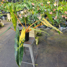 Load image into Gallery viewer, Philodendron Billietiae, Exact Plant Ships Nationwide
