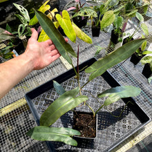 Load image into Gallery viewer, Philodendron Atabapoense, Exact Plant Ships Nationwide
