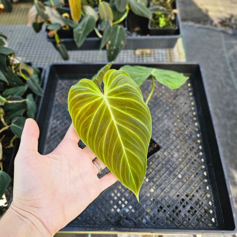 Philodendron Splendid, Exact Plant 4