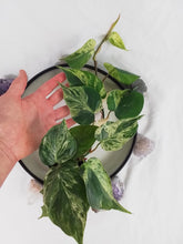 Load image into Gallery viewer, Philodendron Hederaceum, Heart Leaf, Exact Plant Variegated

