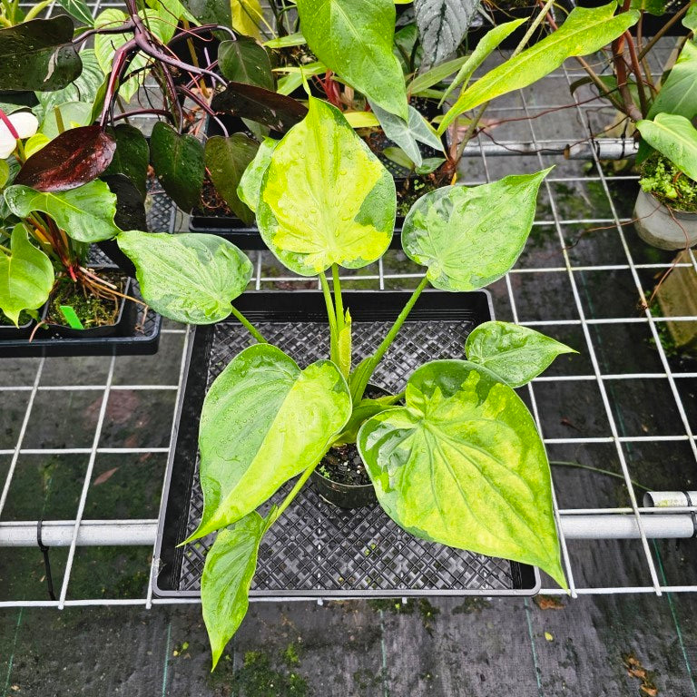 Alocasia Cucullata, Exact Plant Variegated