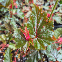 Load image into Gallery viewer, Begonia Serratipetala 4" pot Fedex 2day*
