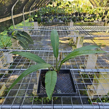 Load image into Gallery viewer, Philodendron Acutifolium, Exact Plant
