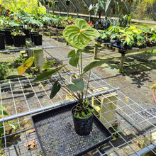 Load image into Gallery viewer, Anthurium Midori Green, Exact Plant
