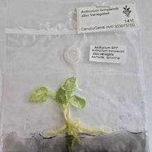 Load image into Gallery viewer, Anthurium Bonplandii albo Variegated tissue culture Fedex 2day
