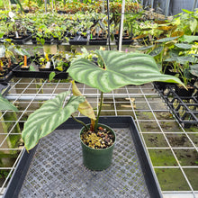 Load image into Gallery viewer, Philodendron Plowmanii 'Round Form' exact plant, Fedex 2day*
