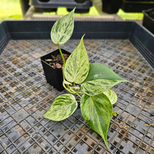 Load image into Gallery viewer, Philodendron Hederaceum, Heart Leaf, Exact Plant Variegated Ships Nationwide

