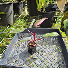 Load image into Gallery viewer, Philodendron Pink Princess, Exact Plant Variegated Ships Nationwide
