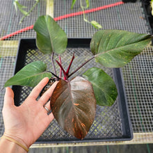 Load image into Gallery viewer, Philodendron Orange Princess, Exact Plant Variegated Ships Nationwide

