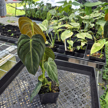 Load image into Gallery viewer, Philodendron Melanochrysum 4" pot, Fedex 2day*
