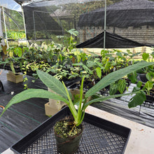 Load image into Gallery viewer, Philodendron Campii Lynette exact plant, Fedex 2day
